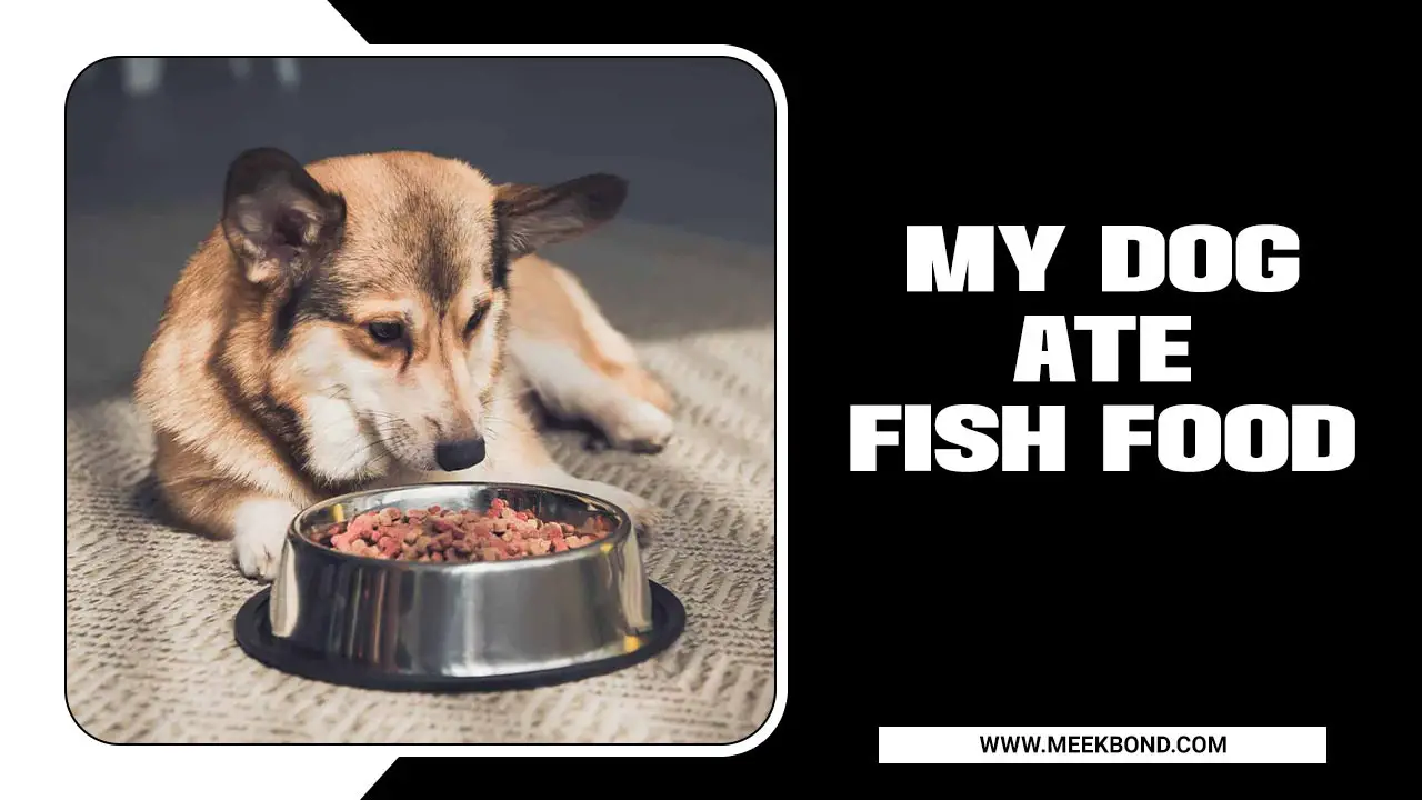My Dog Ate Fish Food – Understanding The Risks And What To Do