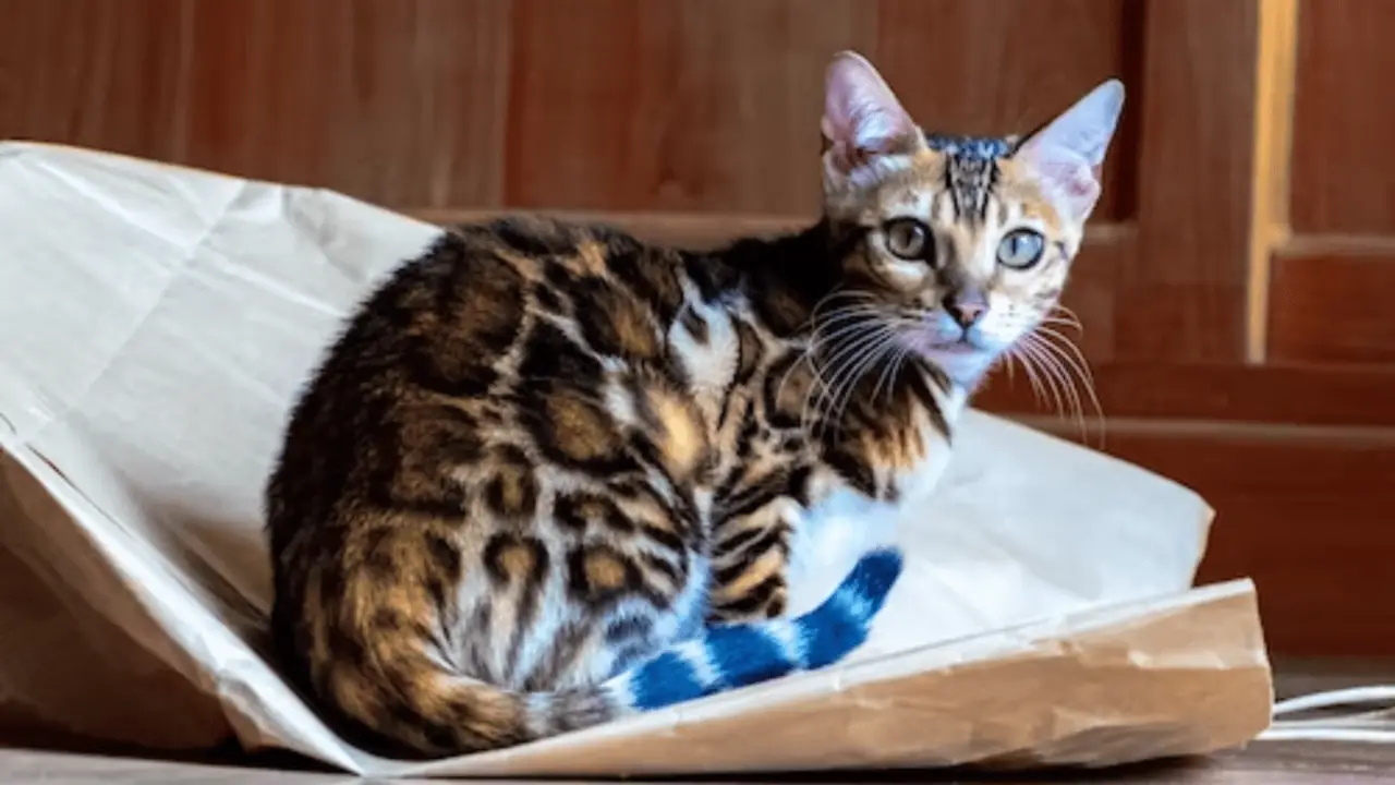 Other Ways To Determine Whether You Have A Bengal Cat Crossbreed