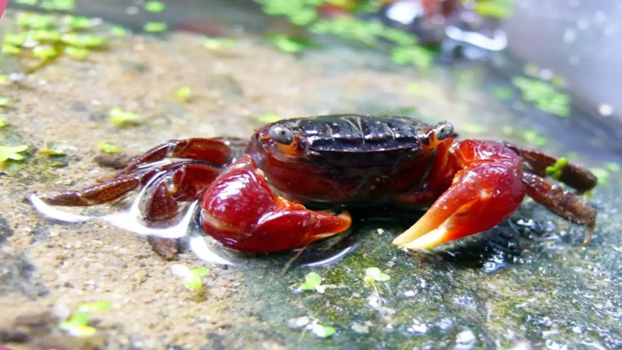 Overview Of Red Claw Crab