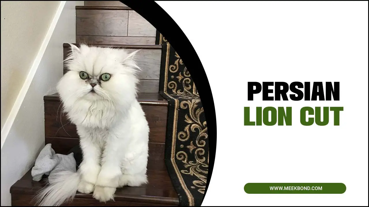 Persian Lion Cut That’ll Make You Adore Your Cat
