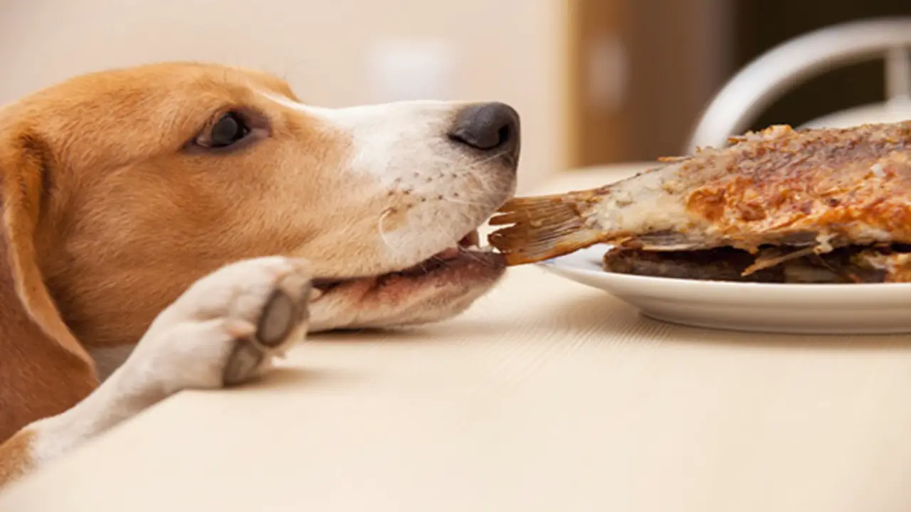 Pet Food Safety Regulations And What You Should Know As A Pet Owner