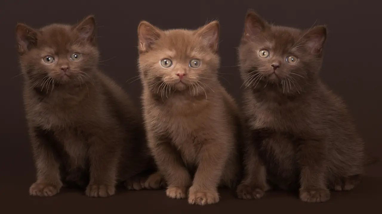 Physical Characteristics of Chocolate-Brown Kittens