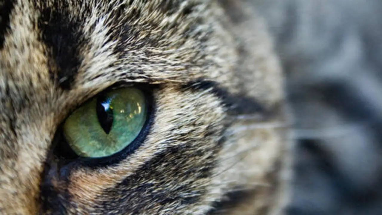 Physiology Of A Cat's Eyes