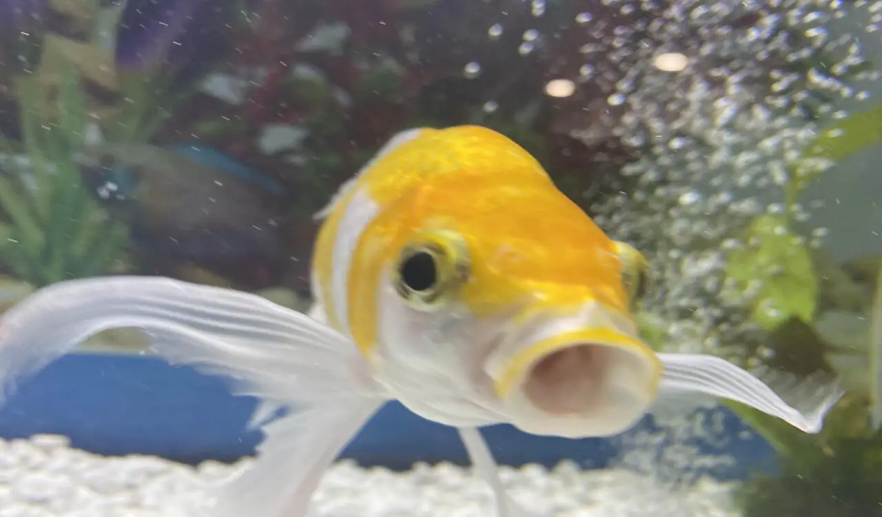 Preventing Choking In Fish - Effective Methods