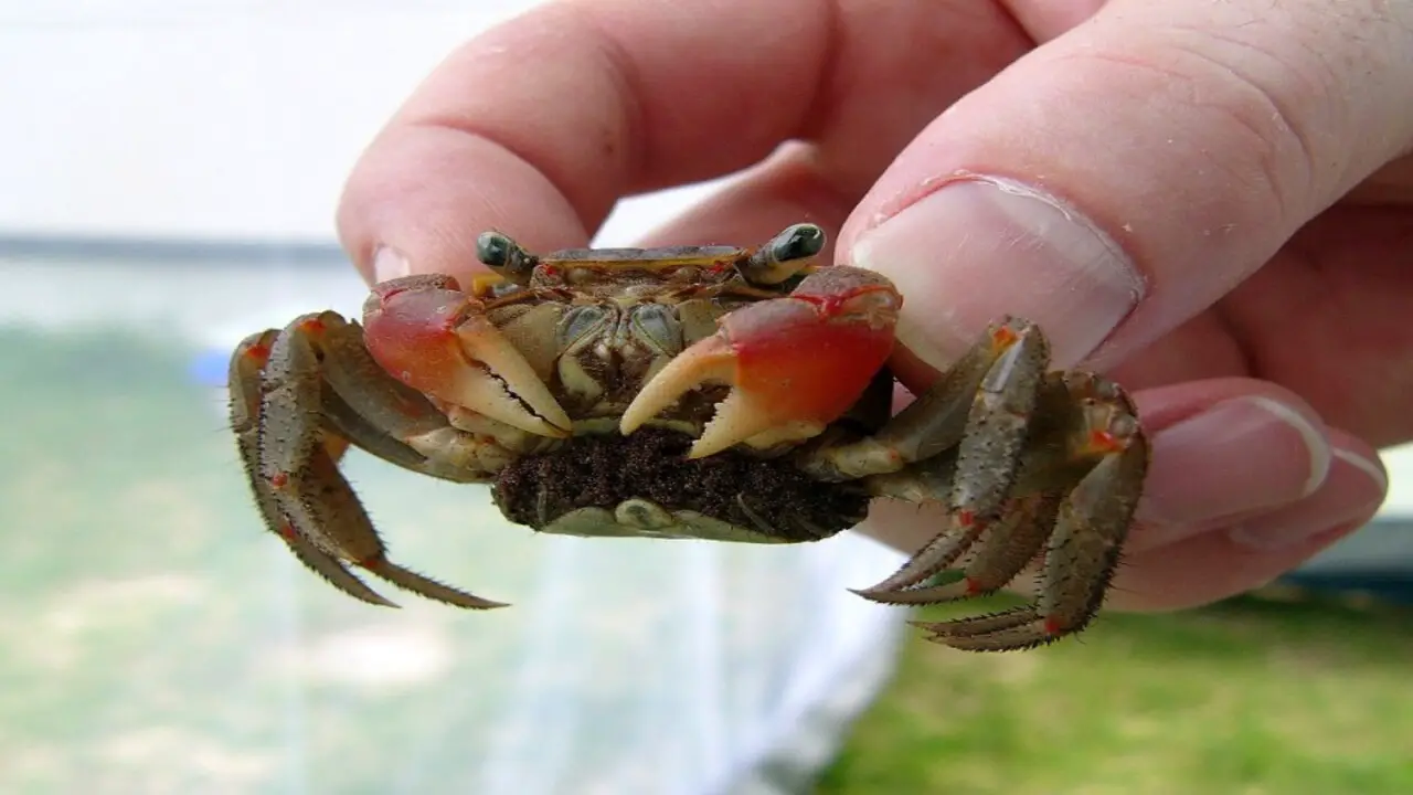Red Claw Crab Care - How To Care This Pet