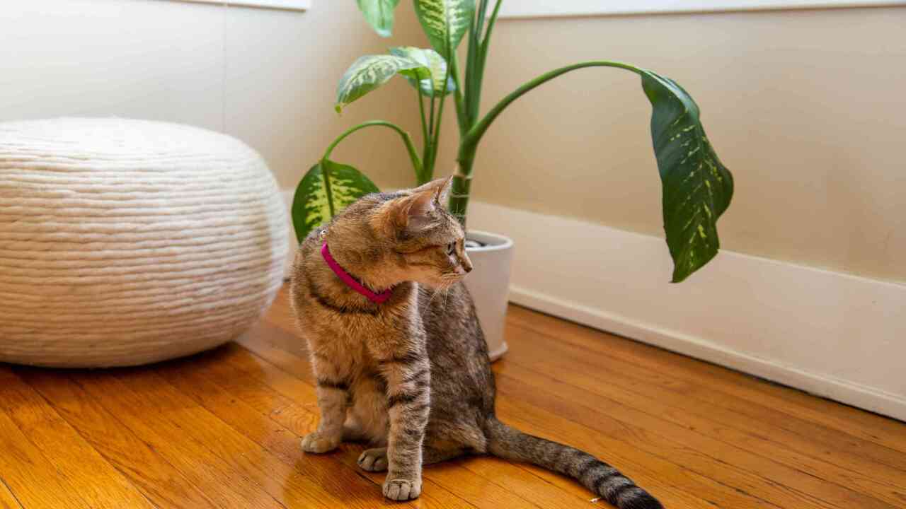 Safe Alternatives - Non-Toxic Houseplants For Cat Owners