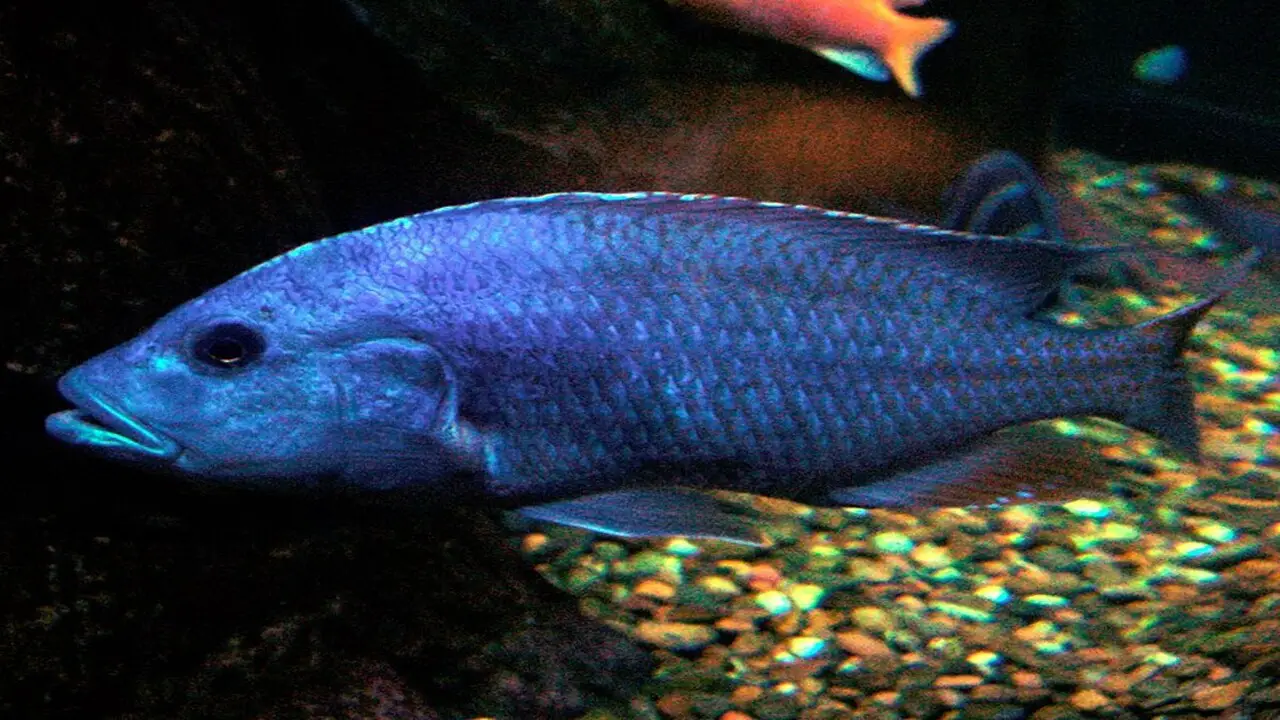 Selecting And Introducing Electric-Blue Cichlids To The Aquarium