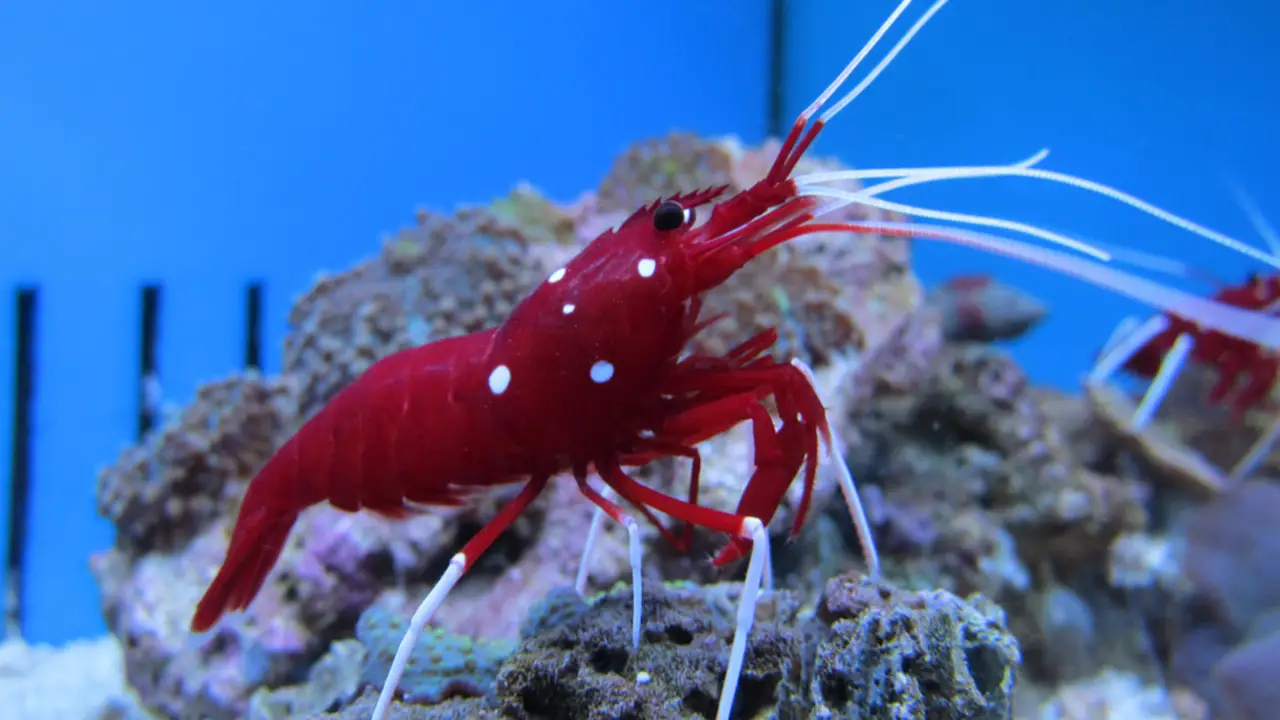 Shrimp: The Busy Cleaners