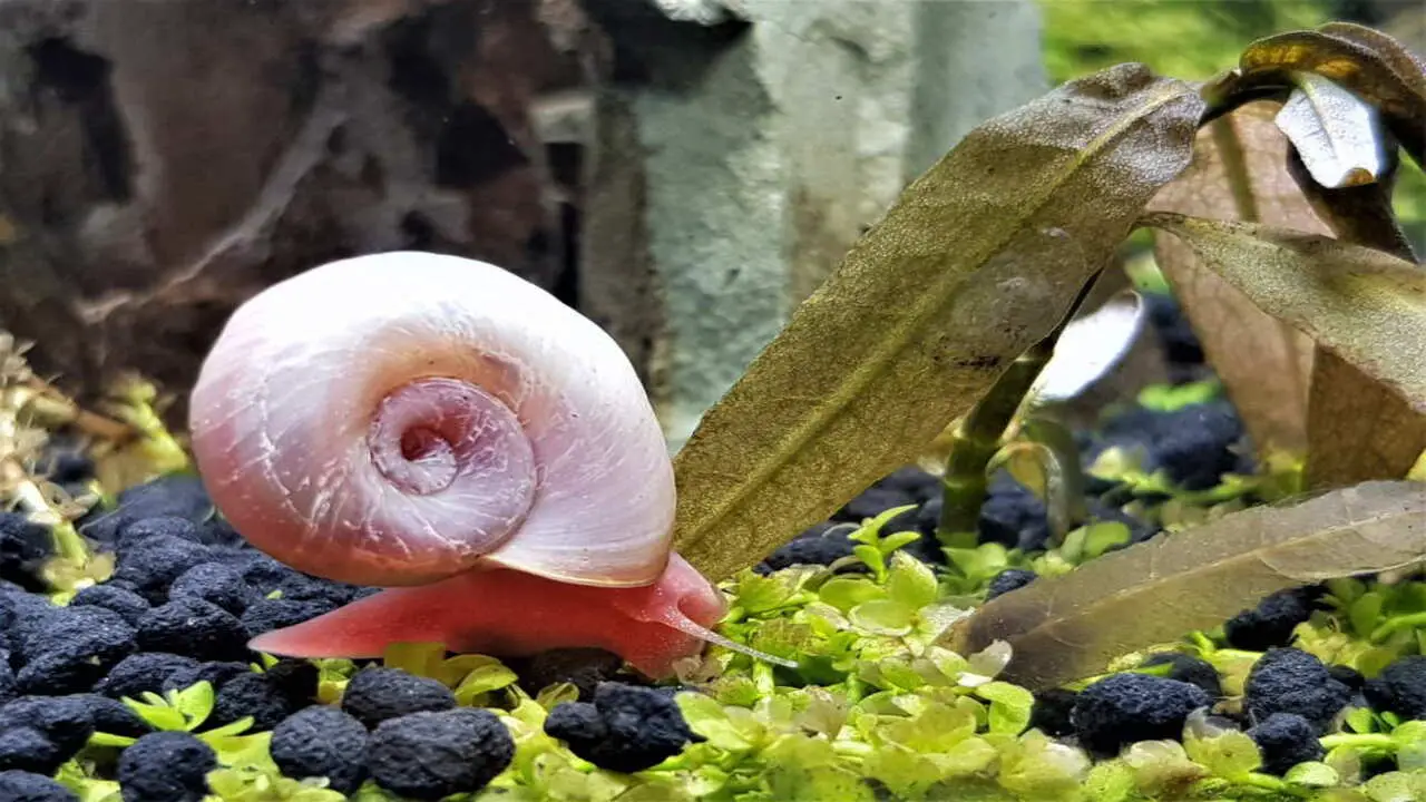 Snails: The Unsung Heroes Of The Aquarium
