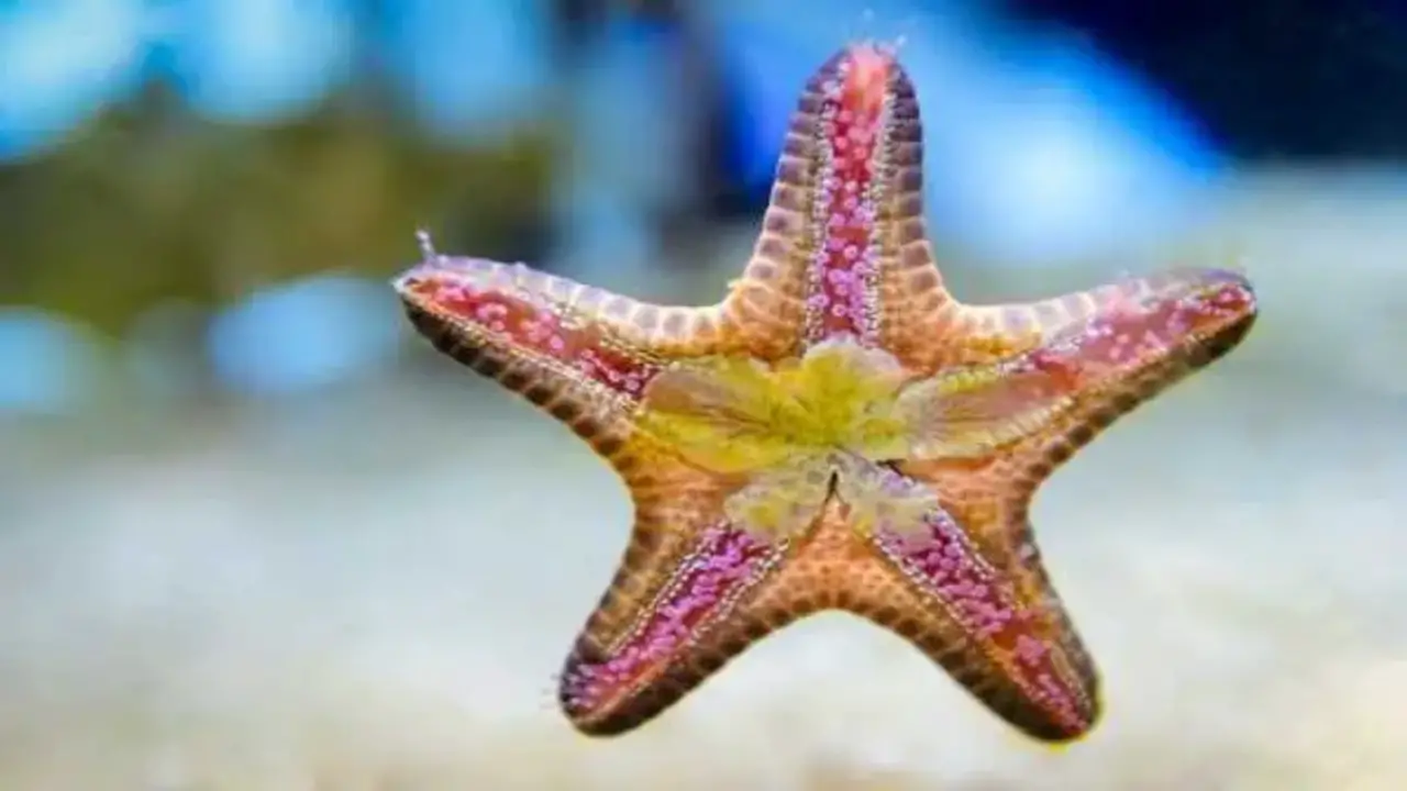 Starfish: The Effective Algae Eaters