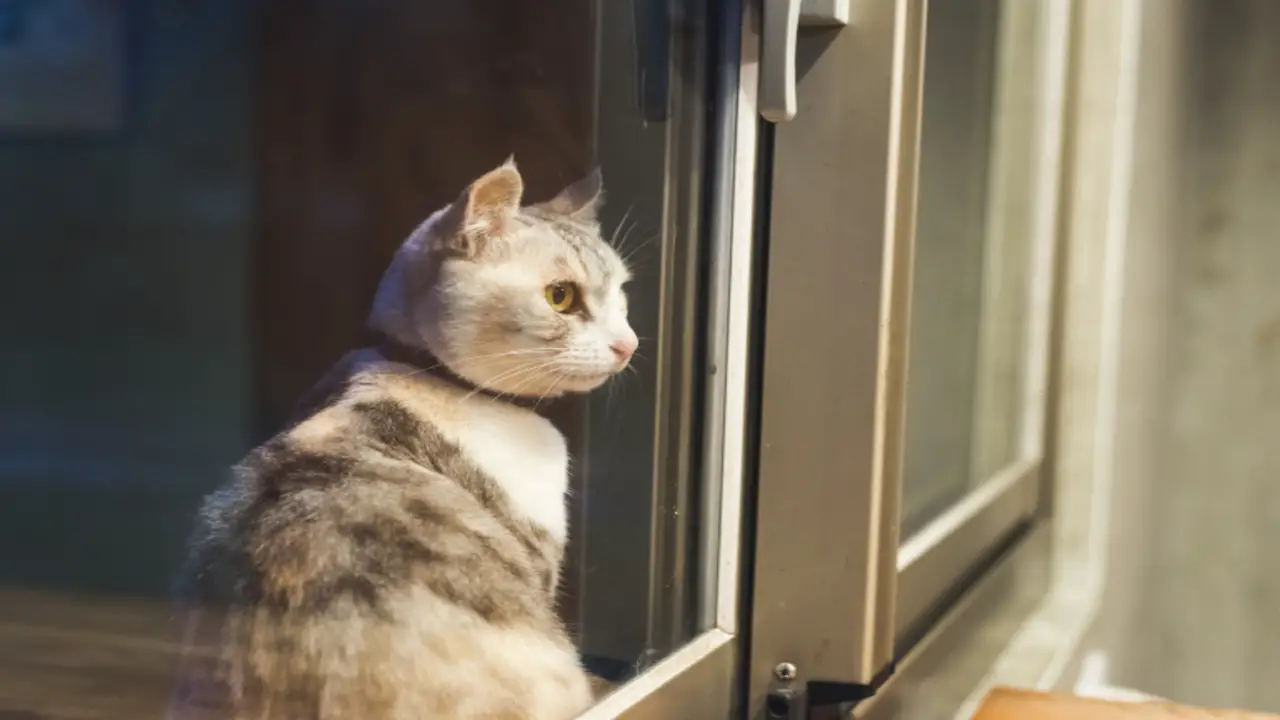 The Benefits Of Allowing Your Cat To Be Active At Night