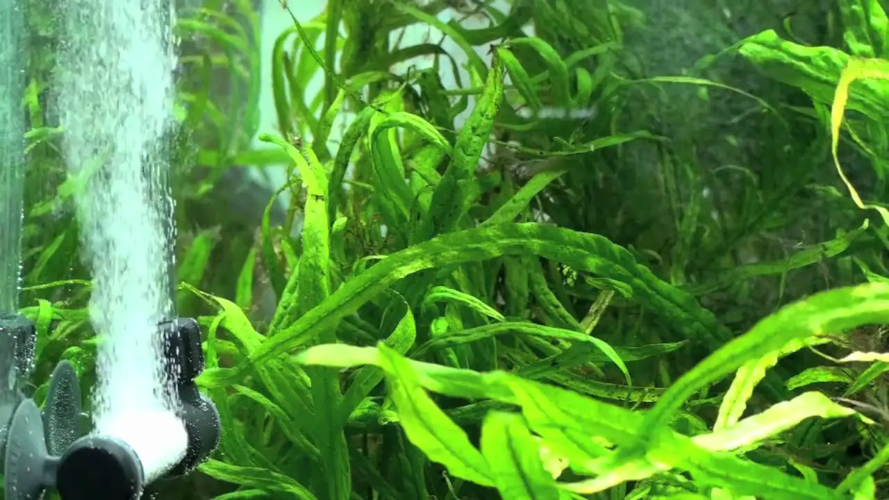 The Benefits Of Having An Aquarium In Your Home Or Office