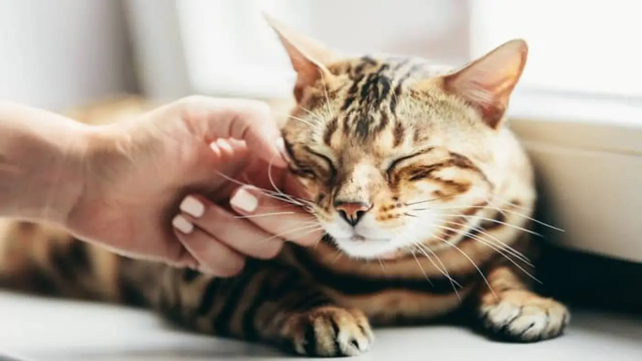 The Reasons Behind A Cat Becoming Spoiled