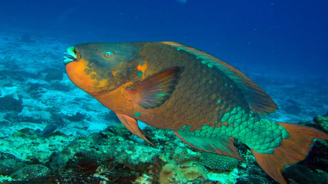 Threats To The Biodiversity Of Bermuda Triangle Tropical Fish