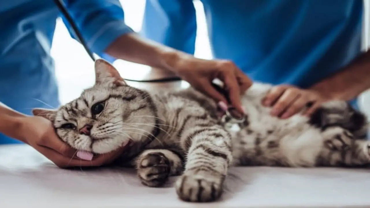 Tips For Preventing Hernias After Spaying In Cats