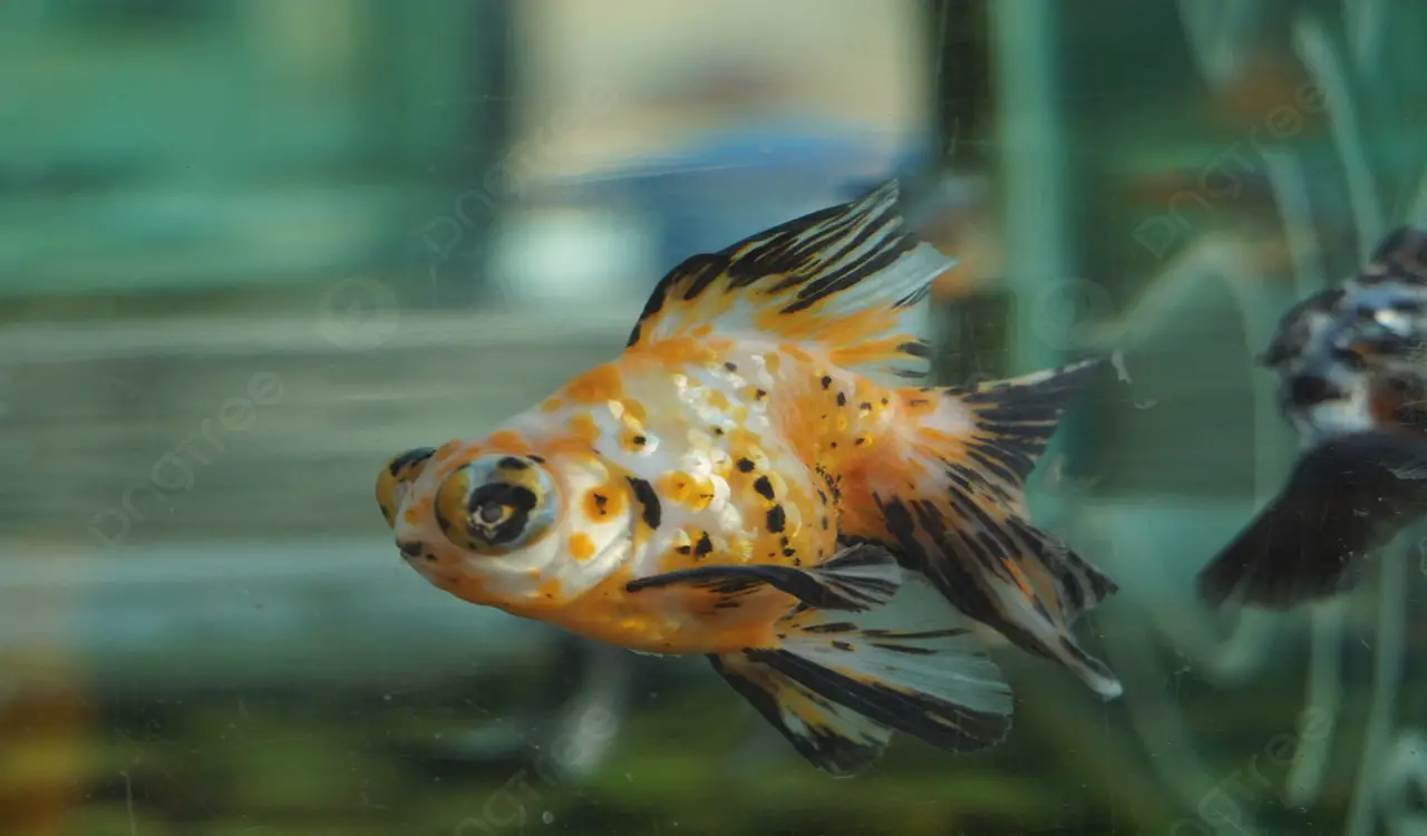 Tips For Selecting Healthy And High-Quality Goldfish-Silver