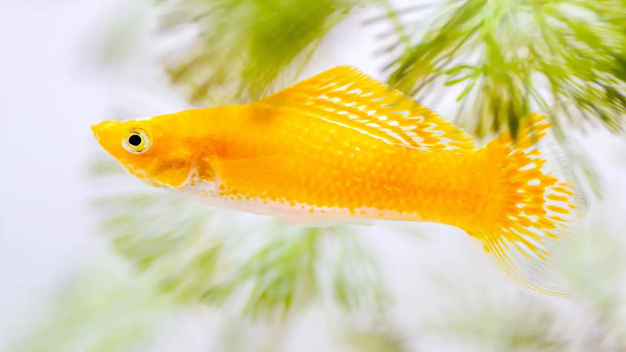Tips For Separating Male And Female Guppies