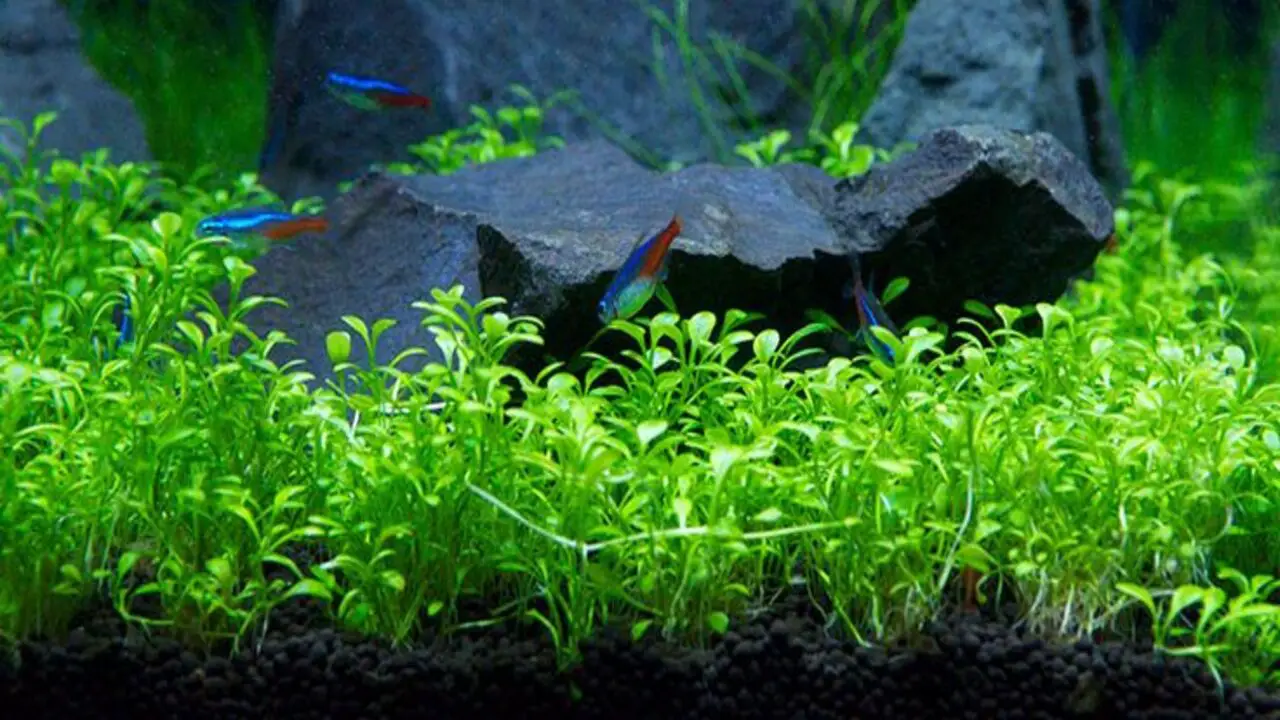 Tips For Setting Up And Maintaining A Beautiful And Healthy Aquarium