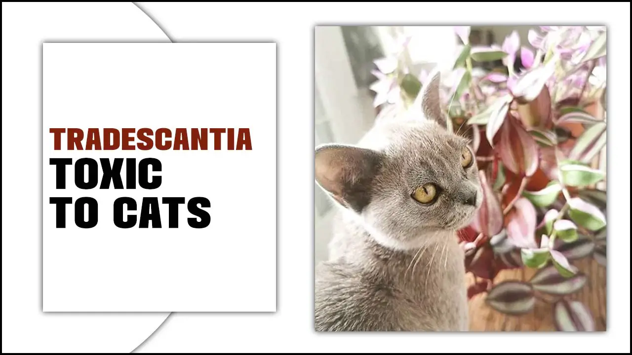 Protect Your Feline Friends: Tradescantia Toxic To Cats