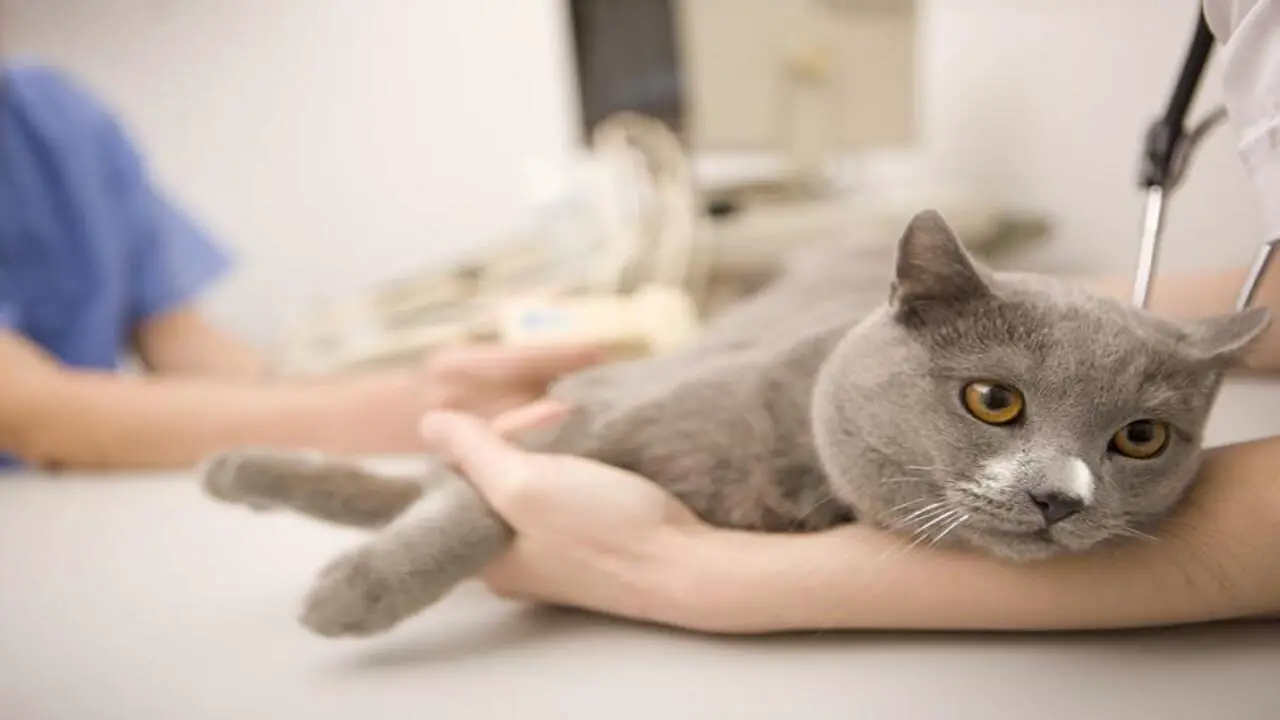 Treatment Of Vaginal Discharge In Cats