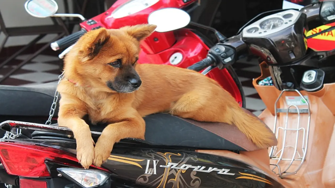 Types Of Motorcycle Harness For Dogs