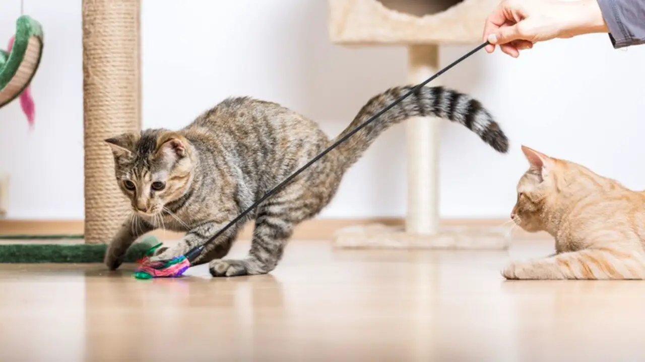 Types Of Play In Cats
