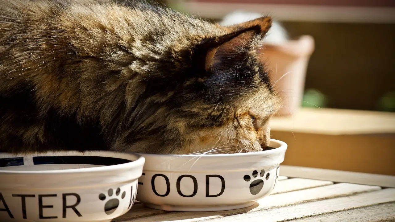 Understanding The Nutritional Needs Of Cats