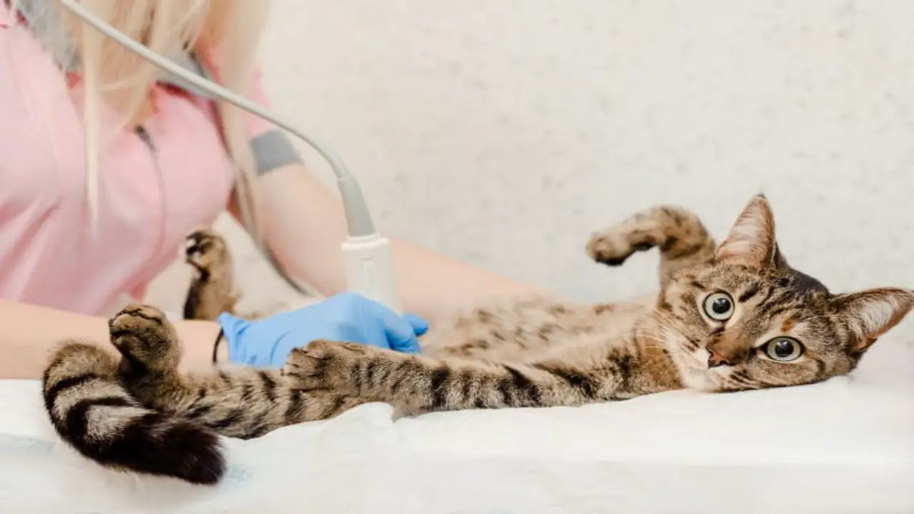 Understanding What A Hernia Is And How It Can Occur After A Cat's Spay Surgery