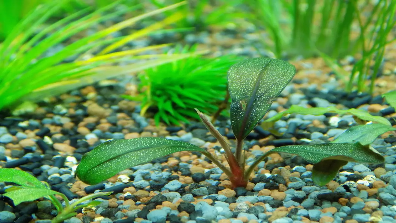 What Are The Symptoms Of CO2 Deficiency In Aquarium Plants