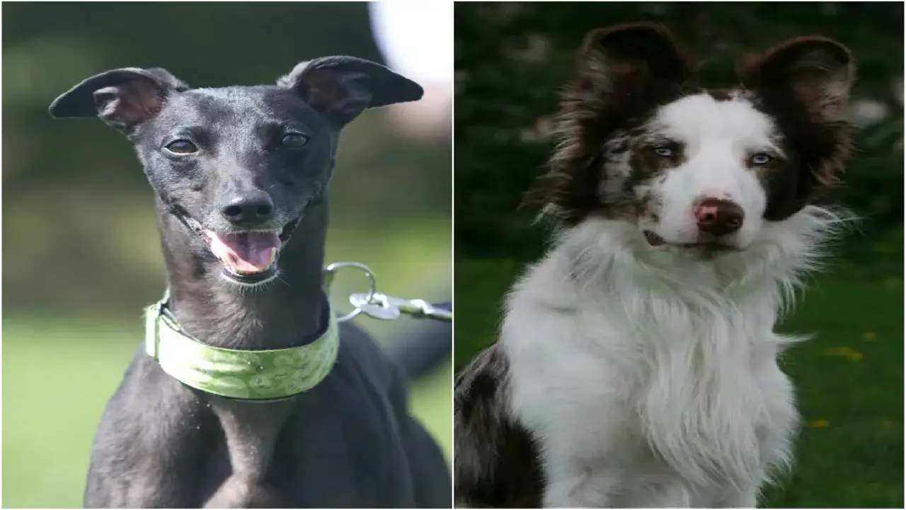 What Makes The Border Collie-Whippet Mix Unique