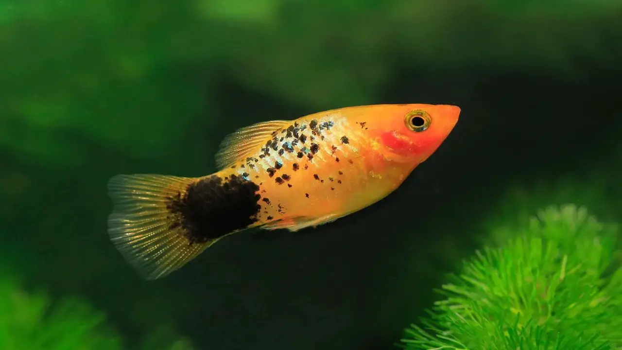 What To Food For Platy Fish And Optimal Health