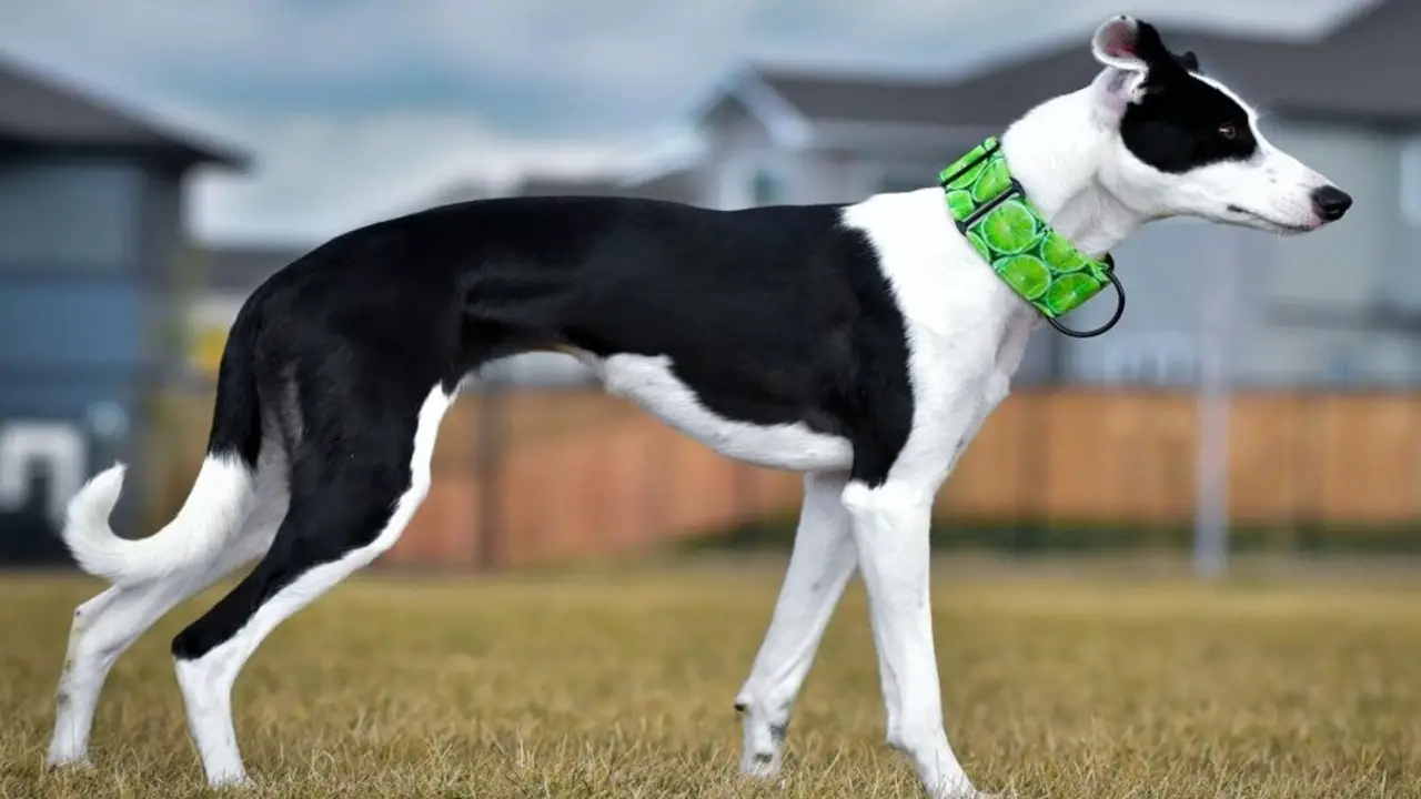 Where Can You Adopt A Border Collie Whippet-Mix Dog?