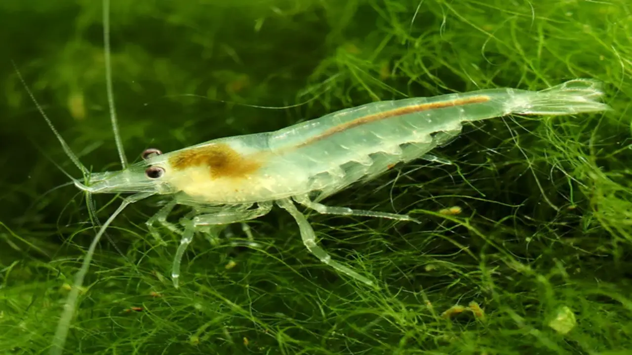 Why Choose Ghost Shrimp For Your Aquarium