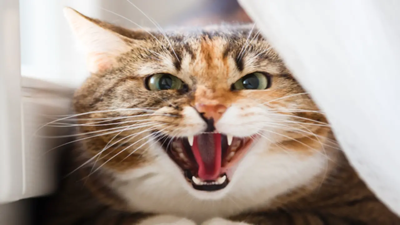 Why Do Cats Growl When They Play - 8 Reasons