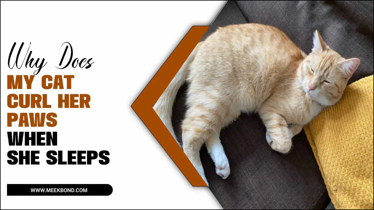 Why Does My Cat Curl Her Paws When She Sleeps – The Relaxation Secret