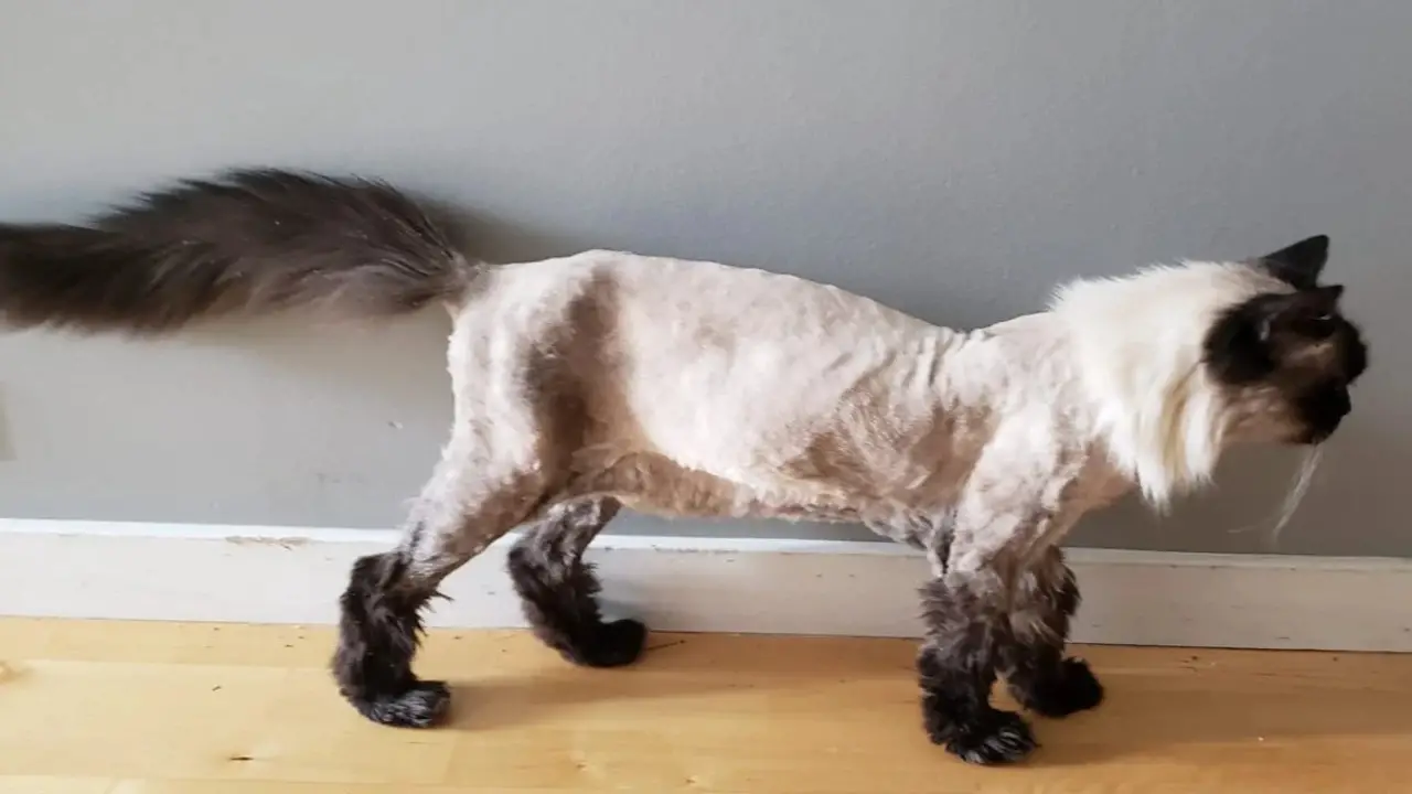 Why Give A Cat A Lion Cut