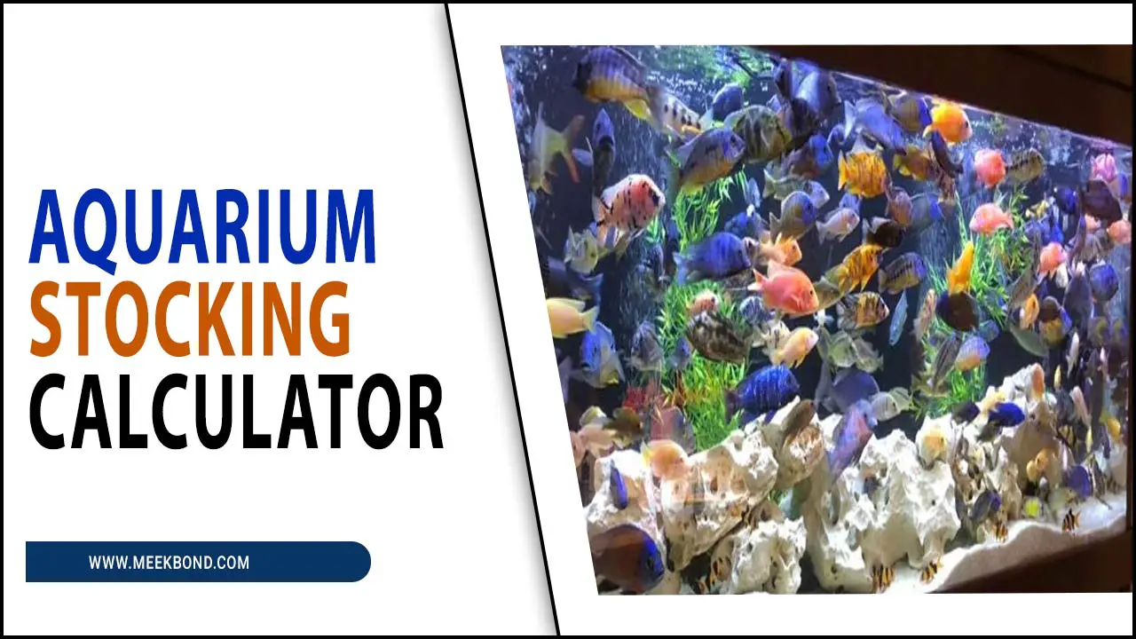 Aquarium Stocking Calculator – How Many Fish Can You Keep?