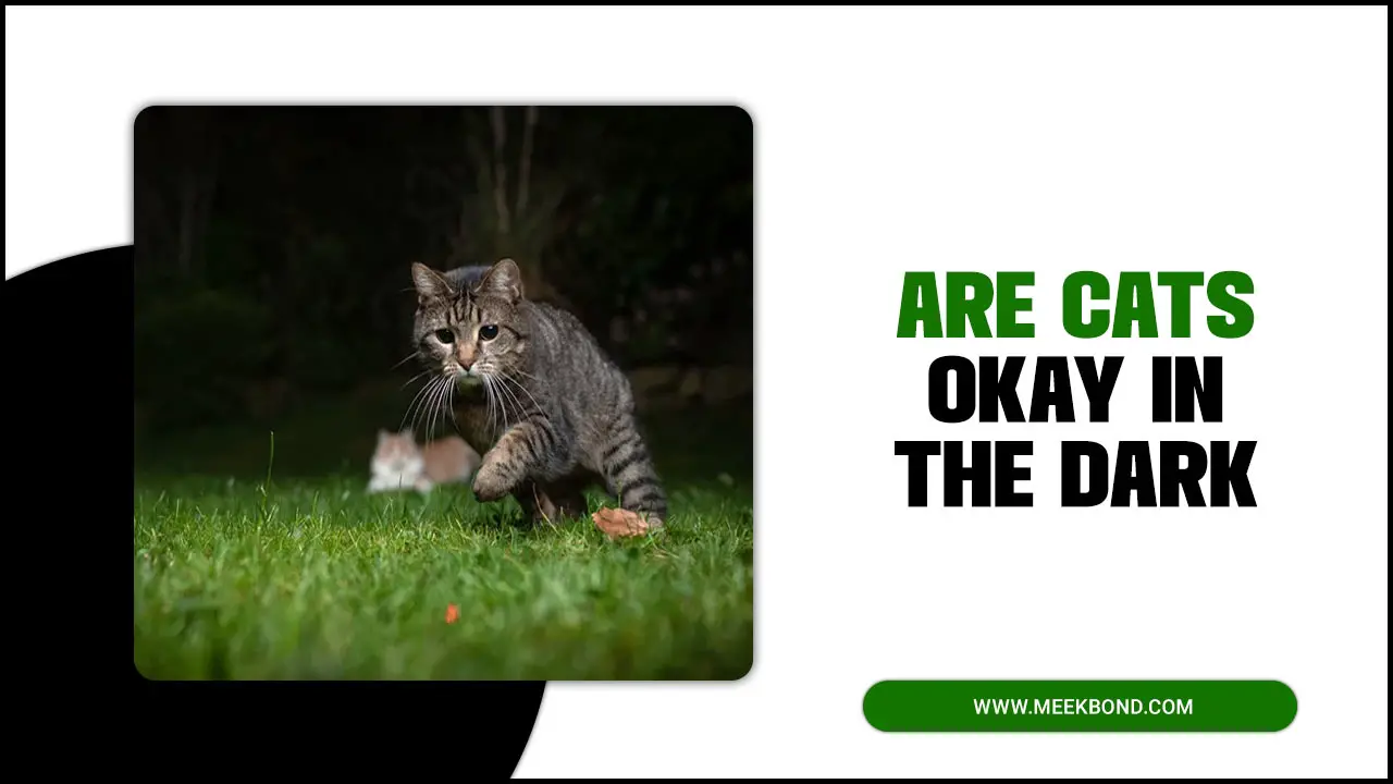 Are Cats Okay In The Dark? – Feline Night Vision