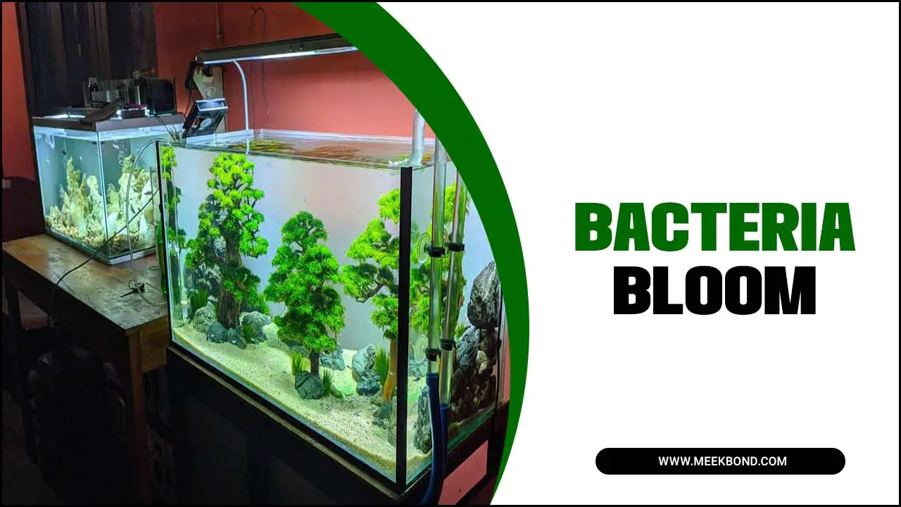 How To Fix Bacteria Bloom In Aquariums