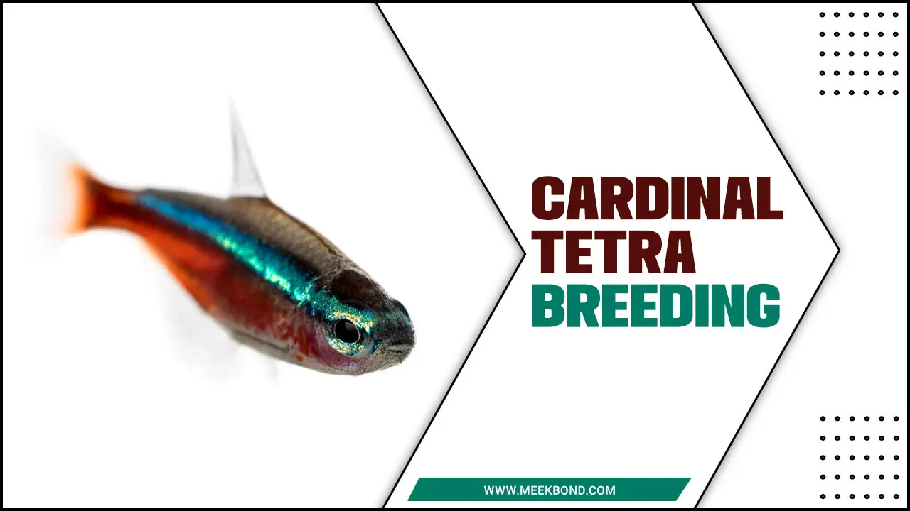 Cardinal Tetra Breeding – Proven Techniques For Success