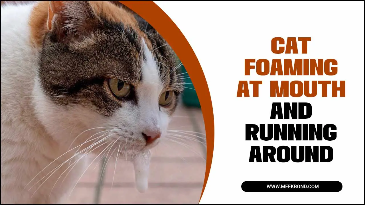 Why Is My Cat Foaming At Mouth And Running Around – A Beginner’s Guide