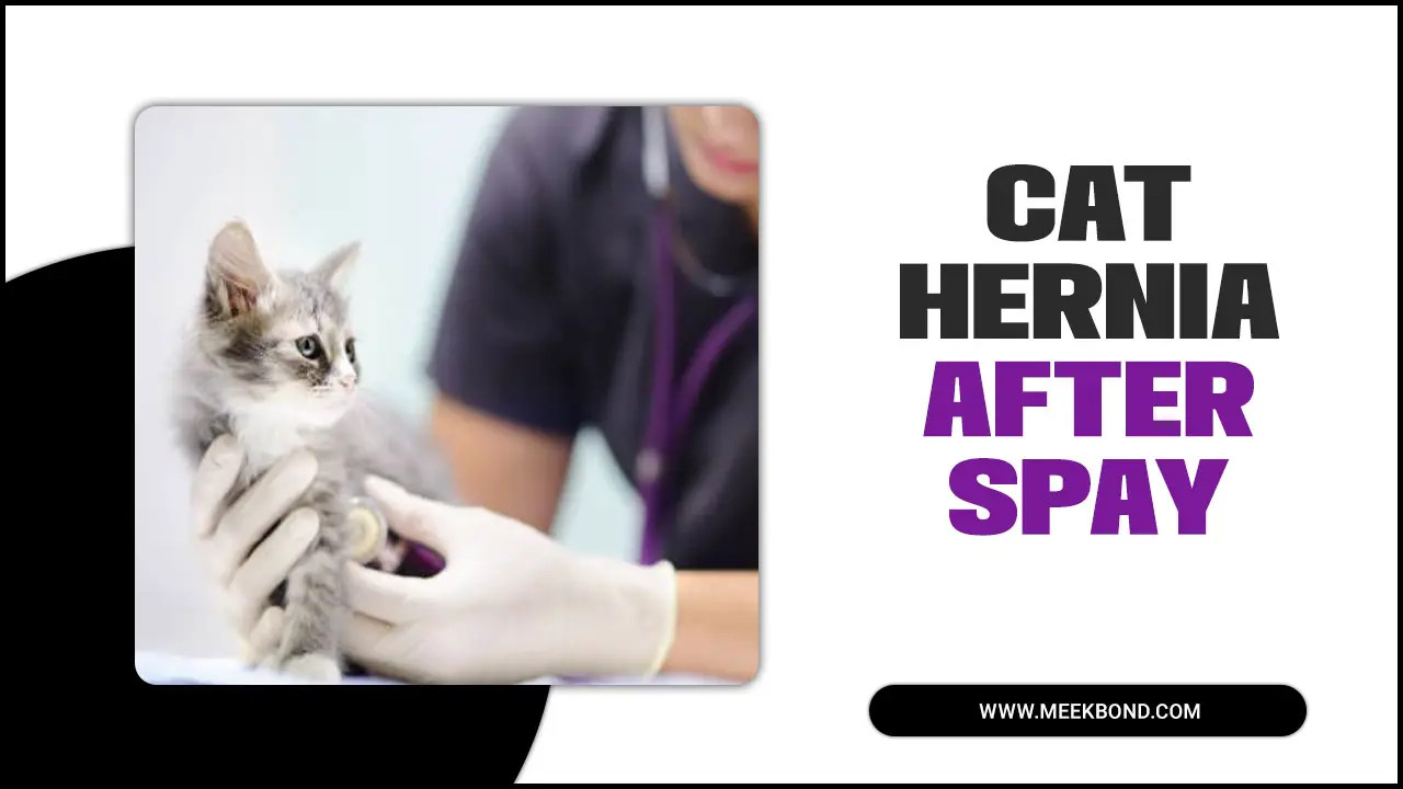 Cat Hernia After Spay: Causes And Treatment