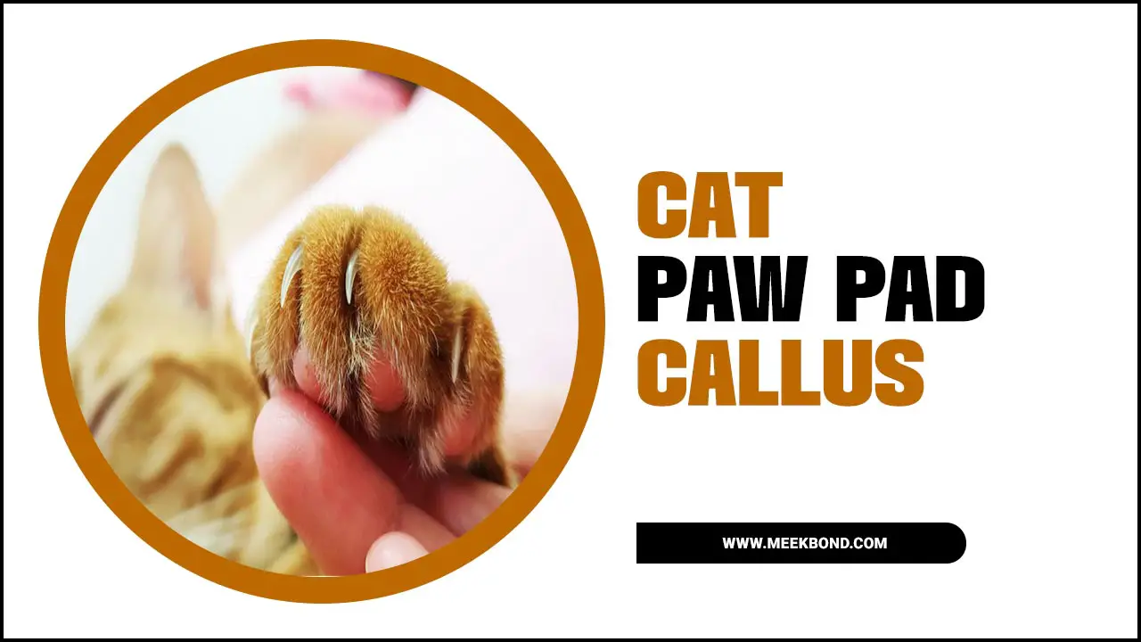 Cat Paw Pad Callus: Causes, Symptoms, And Treatment Options