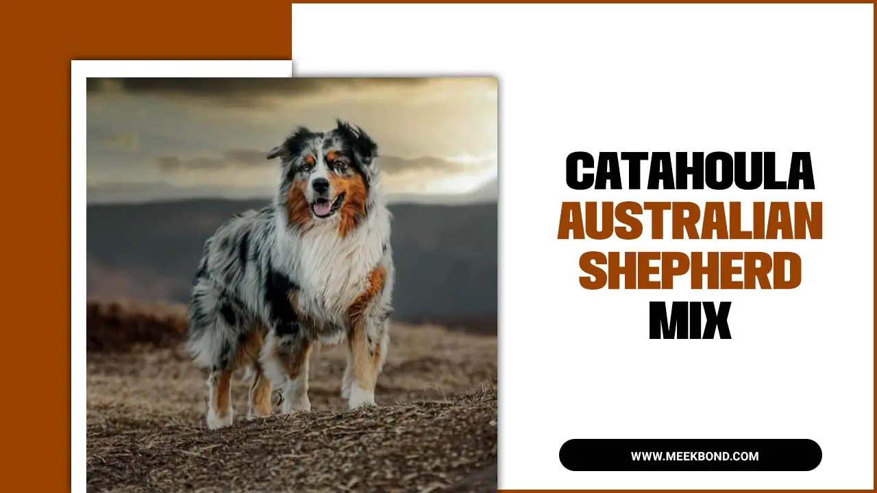 Complete Guide To Catahoula Australian Shepherd Mix