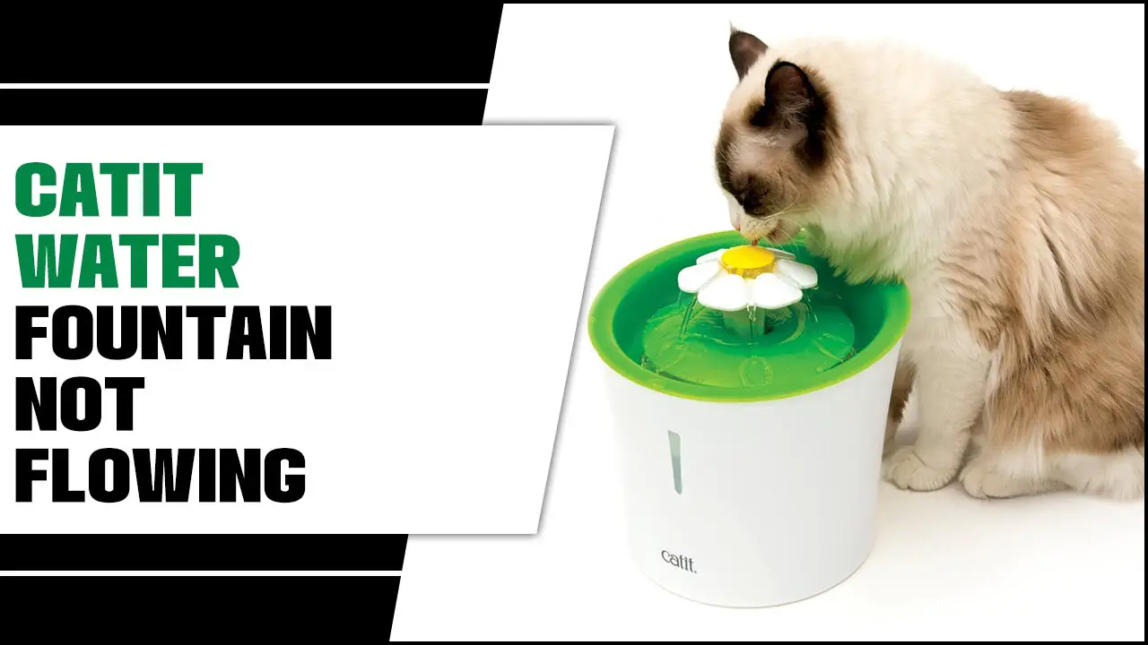 Catit Water Fountain Not Flowing – Troubleshooting Guide