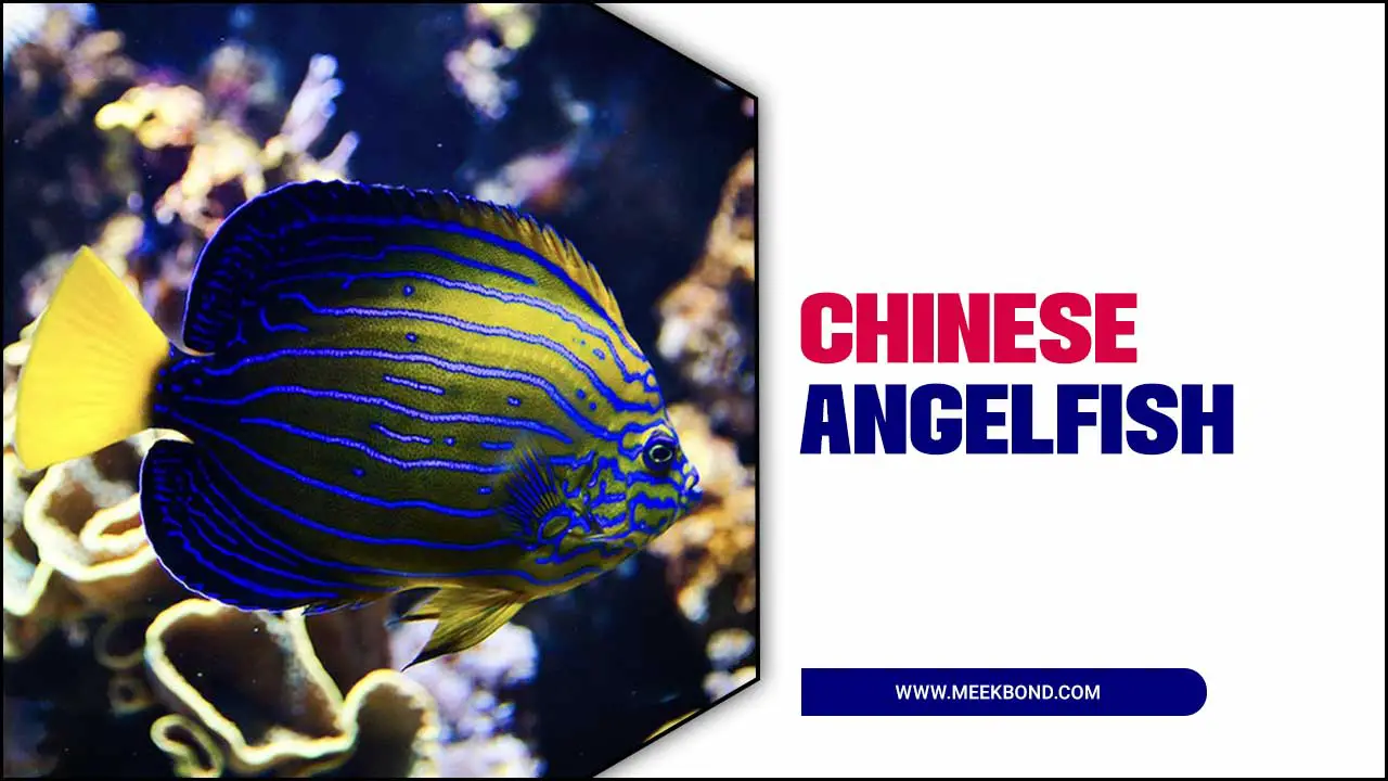 The Blueline Chinese Angelfish: A Rare Beauty