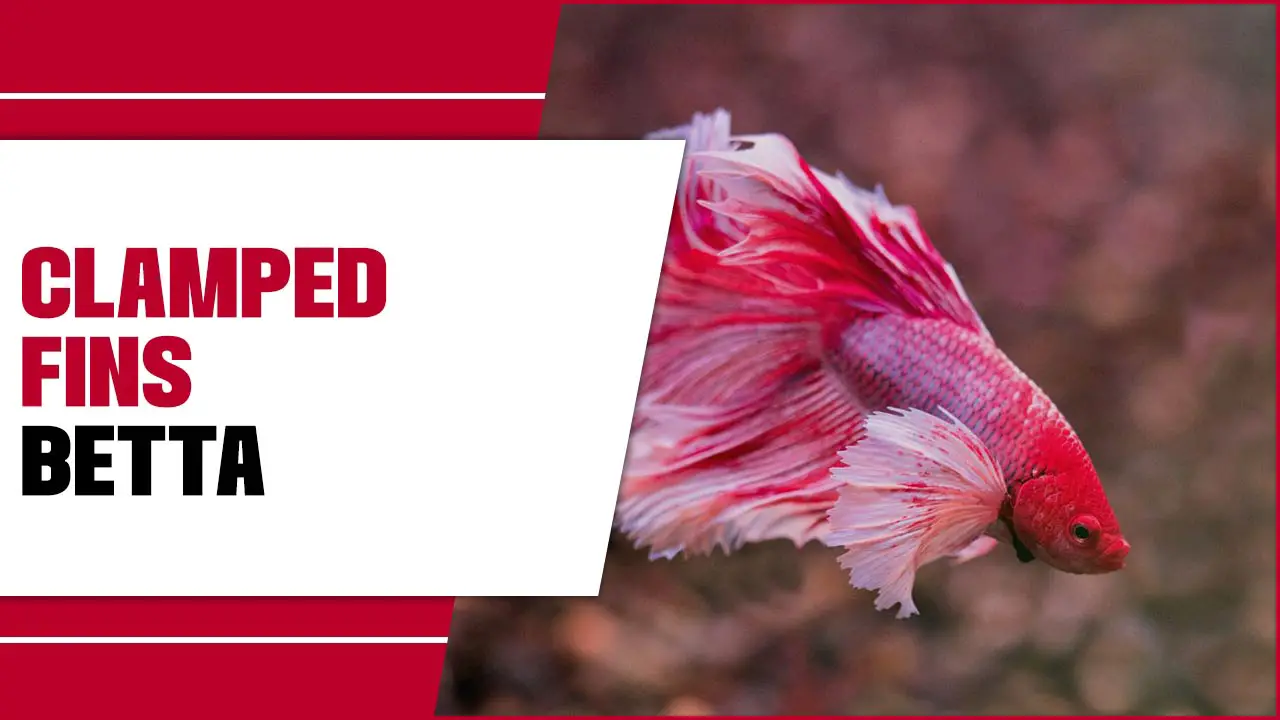 Clamped Fins Betta: Causes And Treatment Guide For Aquarists