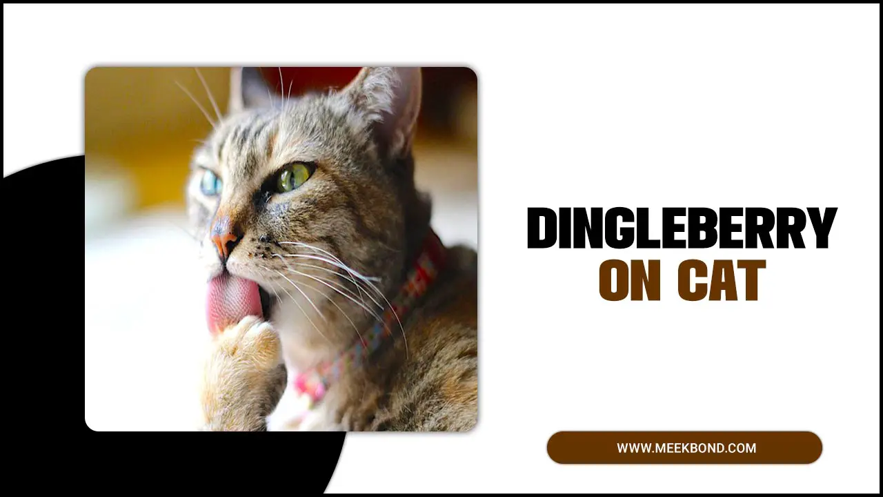 How To Deal With Dingleberry On Cat: Pet Lovers Guide
