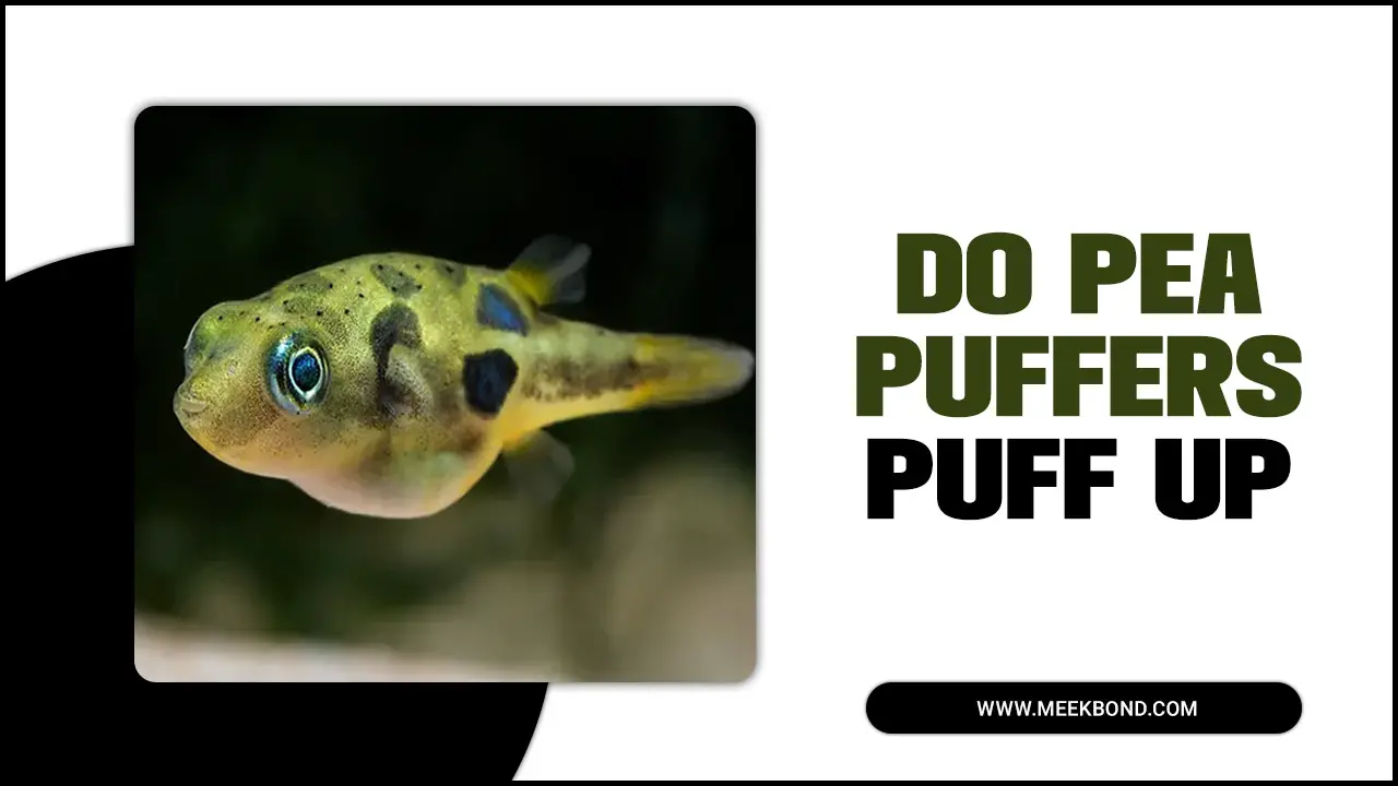 Do Pea Puffers Puff Up: Myth Or Reality?