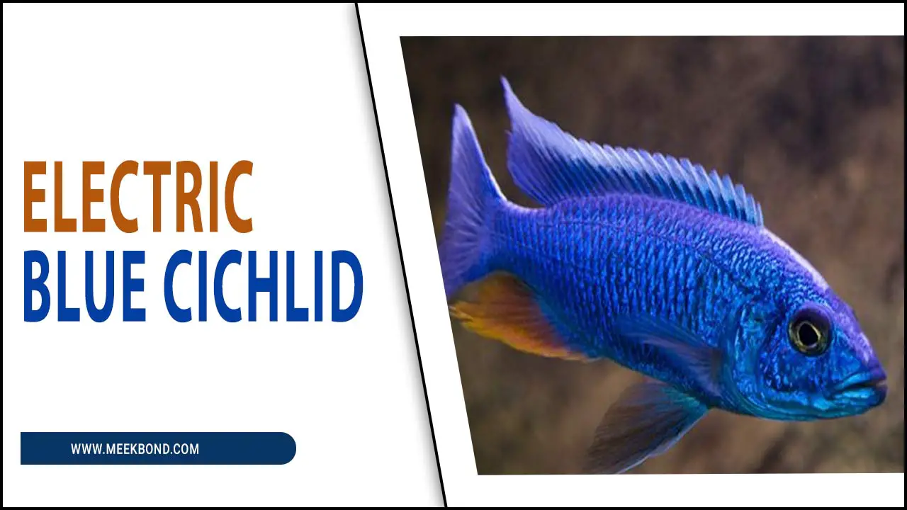 Electric Blue Cichlid: A Vibrant And Eye-Catching Addition To Your Aquarium